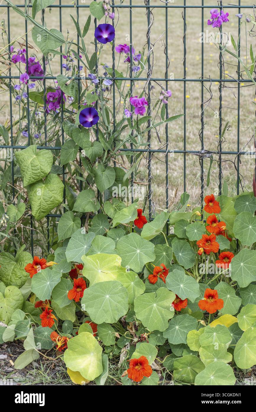 Nasturtium (Tropaeolum majus), peavine pérenne (Lathyrus latifolius) et entonnoir (Ipomaea tricolor sur une clôture, Emsland, basse-Saxe, Allemagne Banque D'Images