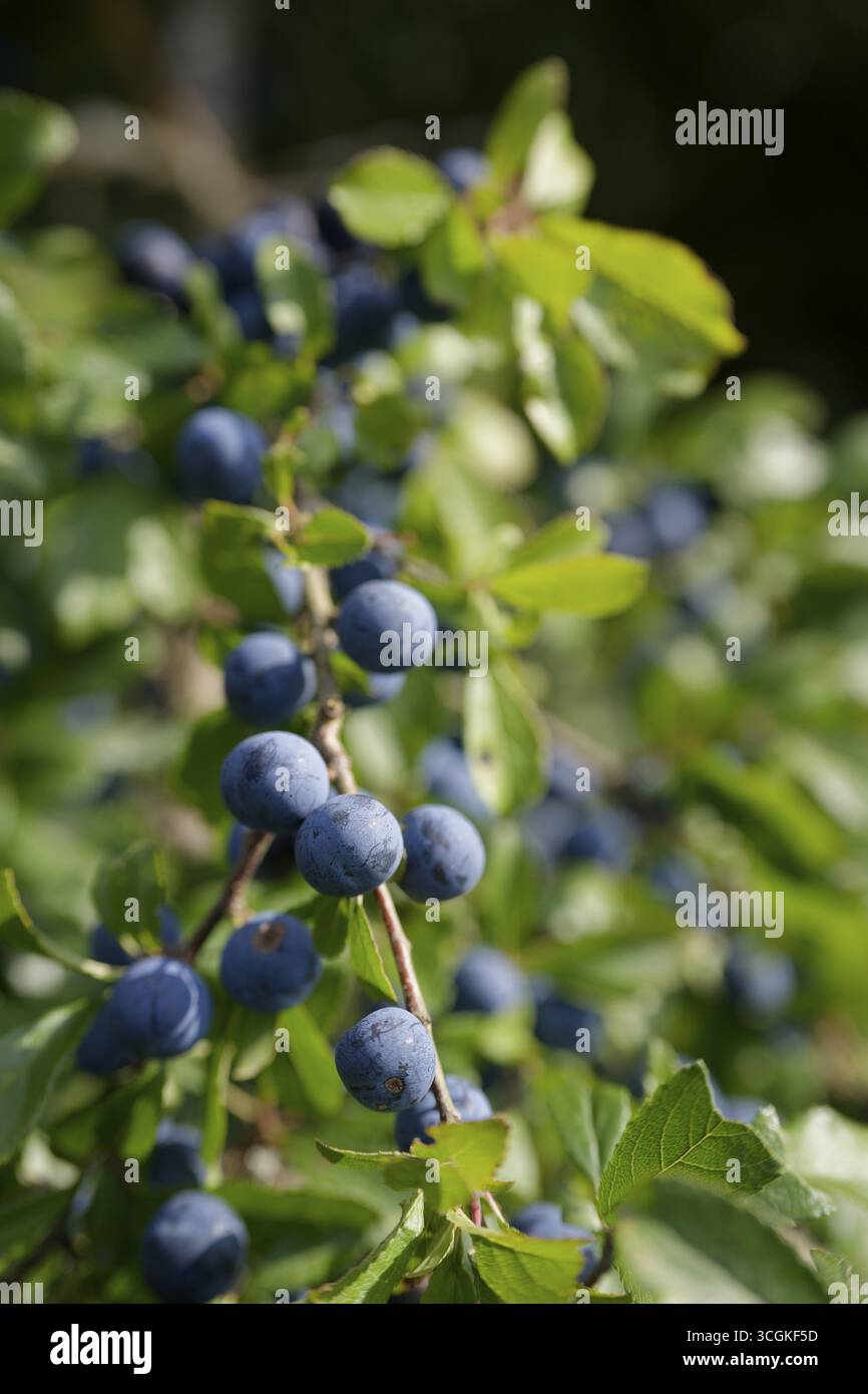 Blackthorn avec fruits (Prunus spinosa), paresseux, été, récolte, fruit, gelée, Starkholzbach, Hohenlohe, Allemagne Banque D'Images