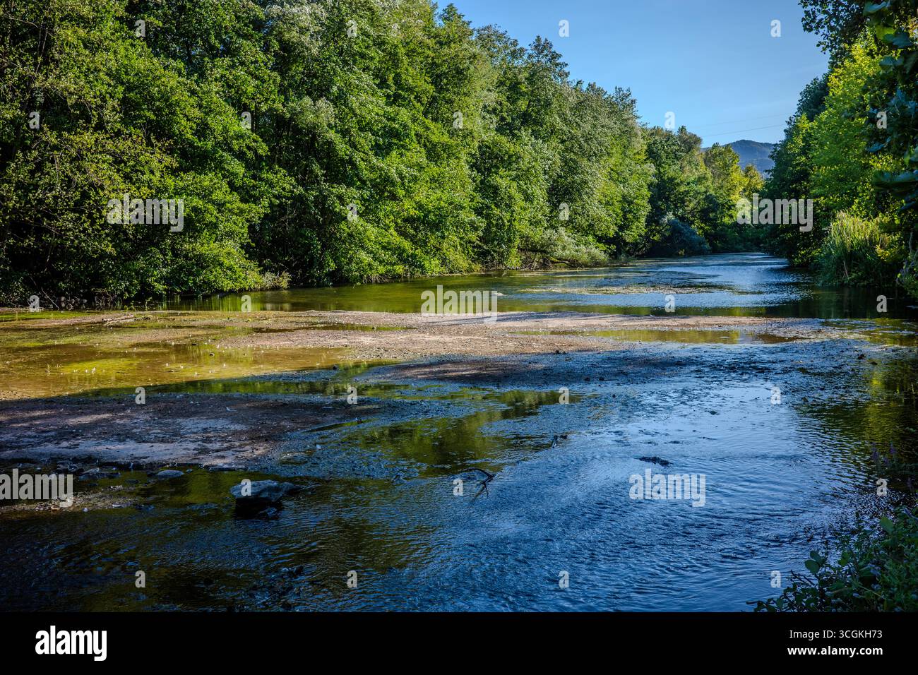 Une rivière peu profonde avec des bancs de sable et de l'eau claire coule à travers une forêt verte dense sous le ciel bleu à Paşadağ, Başiskele, Kocaeli, Türkiye. Banque D'Images