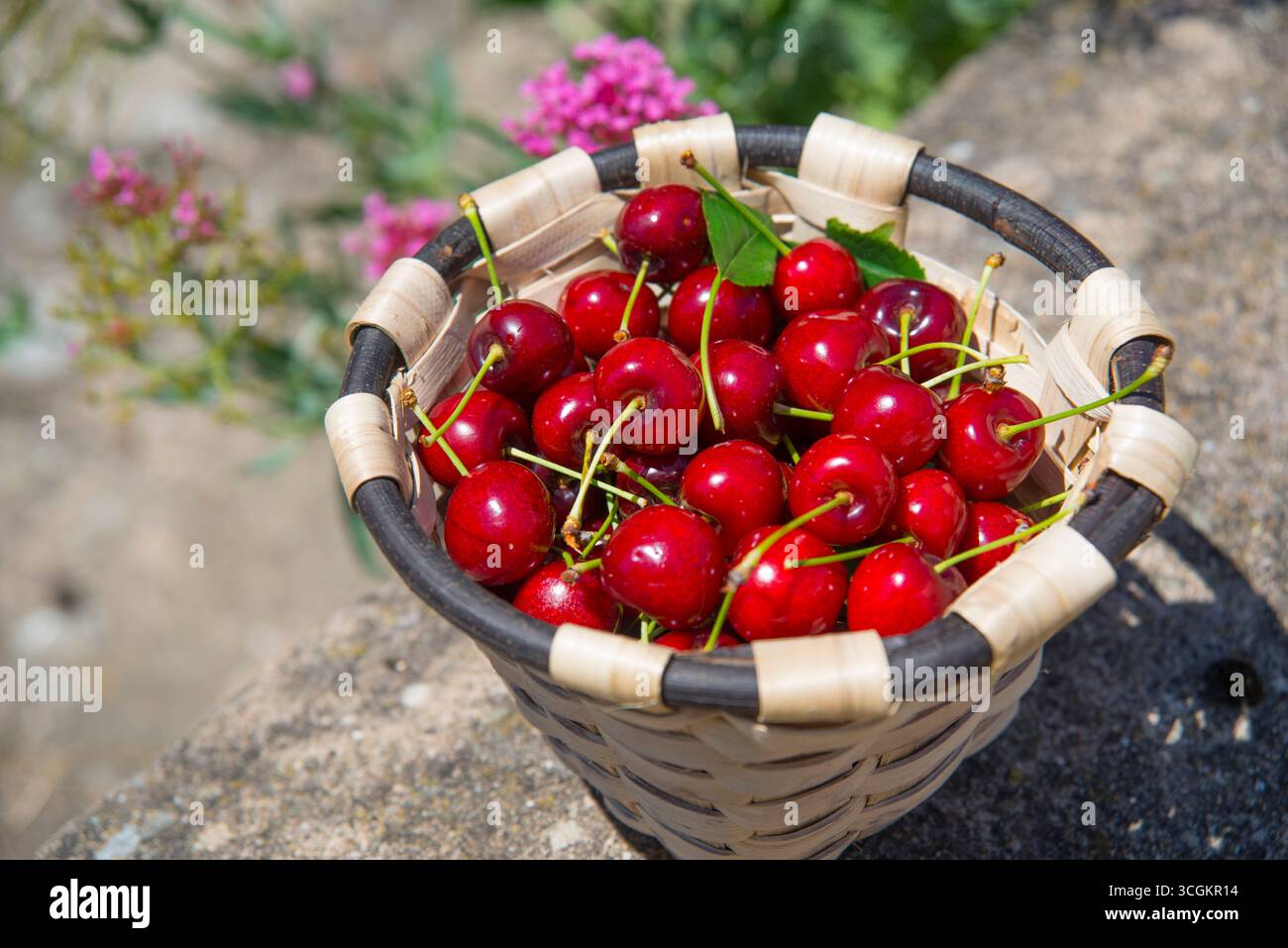 Panier de cerises. Banque D'Images