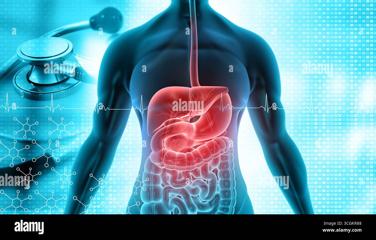 L'appareil digestif humain sur fond médical. Corps humain et système digestif avec stéthoscope. illustration 3d. Banque D'Images