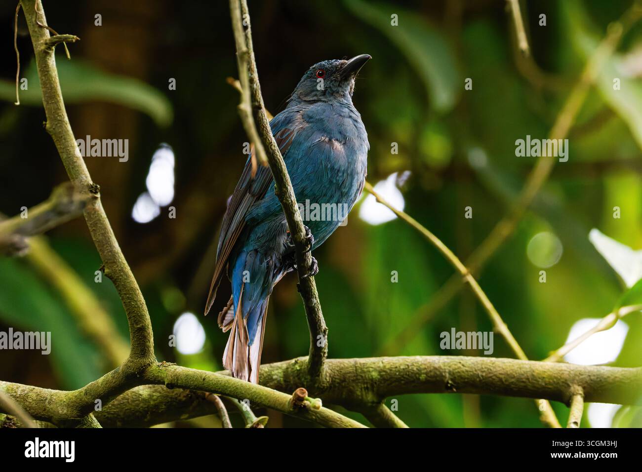 Un oiseau bleu asiatique, Fairy-Bluebird asiatique (Irena Puella) avec les yeux rouges perché sur une branche dans une forêt luxuriante. Banque D'Images