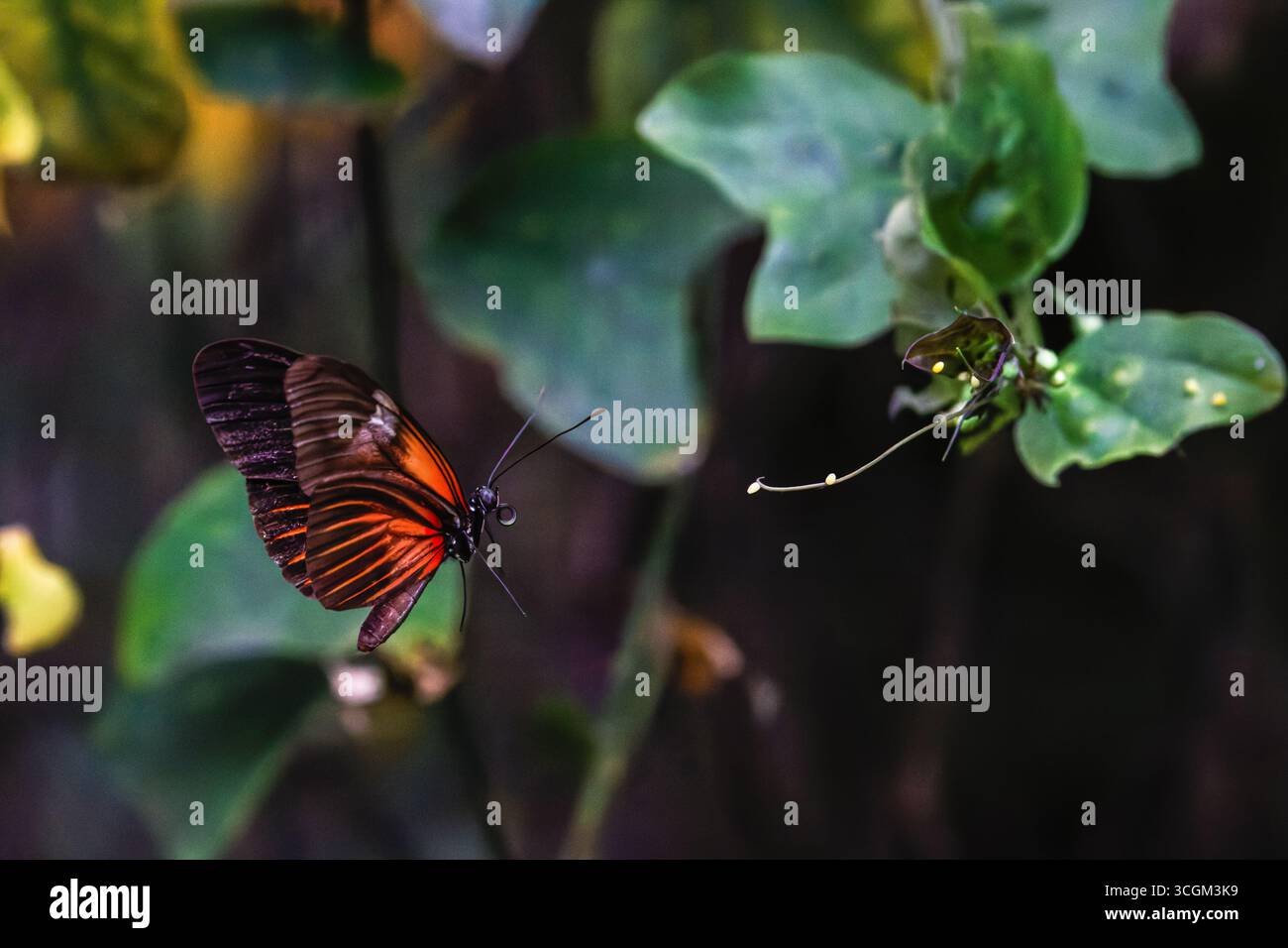 Un vibrant papillon Red Cracker (hamadryas amphiphinome) aux ailes orange et noires plane près des feuilles vertes. Banque D'Images