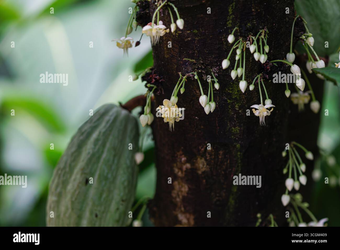 Cacaoyer avec des fleurs et une gousse de cacao non mûre dans un cadre tropical. Banque D'Images