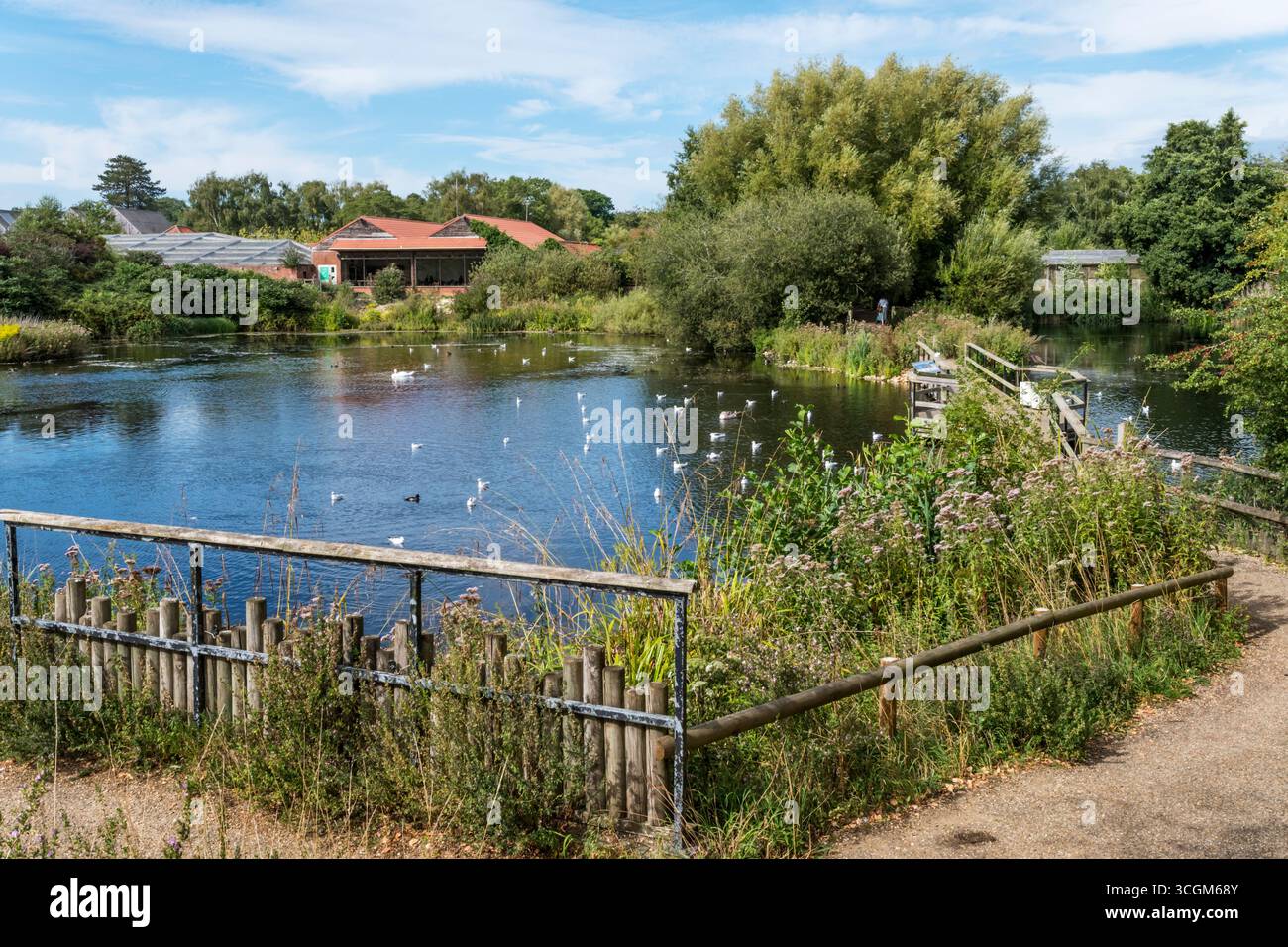 Mill Pond au parc naturel de Pensthorpe, Norfolk. Banque D'Images