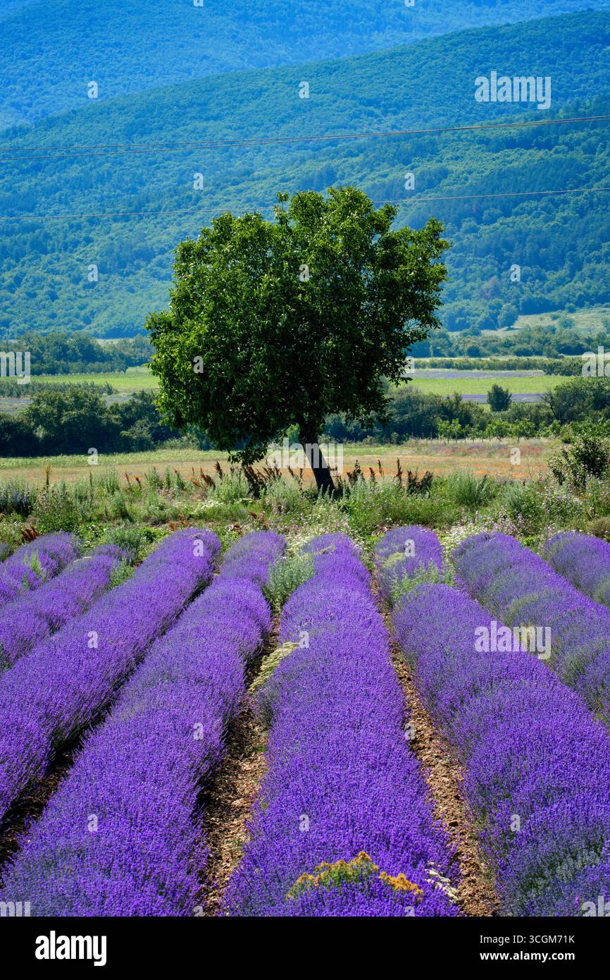 Champ de lavande fleuri avec un arbre solitaire et des montagnes Banque D'Images