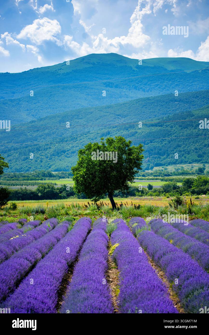Champ de lavande fleuri avec un arbre solitaire et des montagnes Banque D'Images