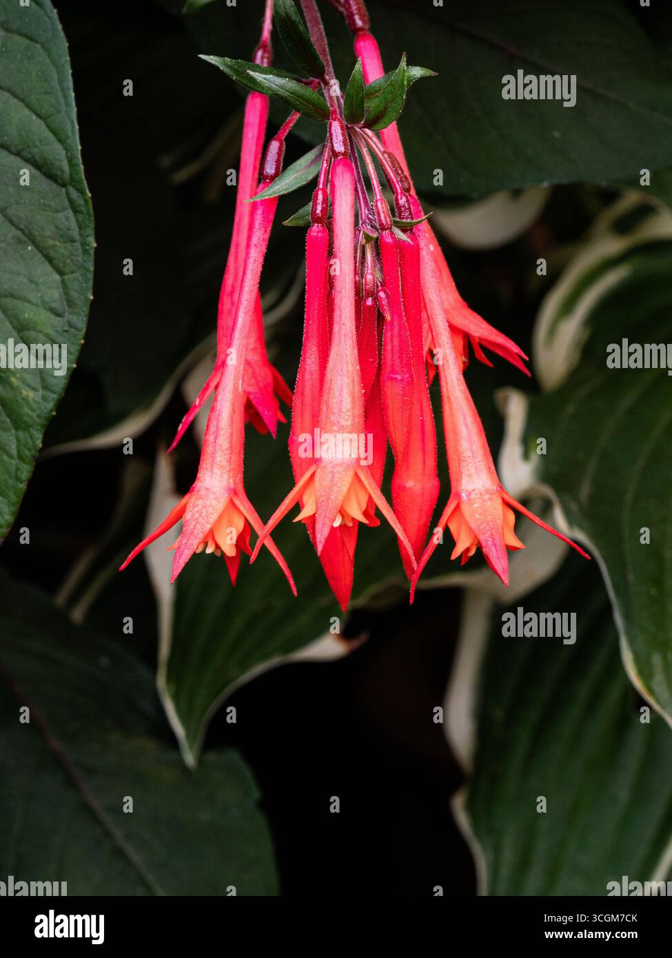 Un groupe de fleurs suspendues rouge profond de Fuchsia 'Thalia'. Banque D'Images