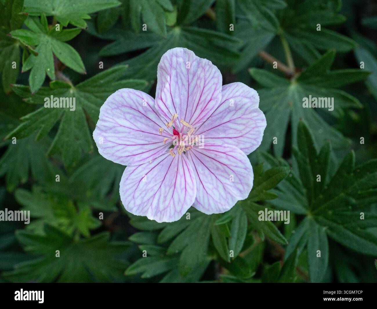 Une fleur rose pâle légèrement marquée de Geranium sanguineum 'Vision Pink'. Banque D'Images