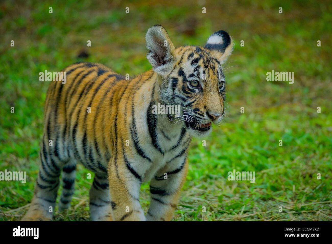 Petit tigre dans la nature. Bébé animal dans l'herbe verte Banque D'Images