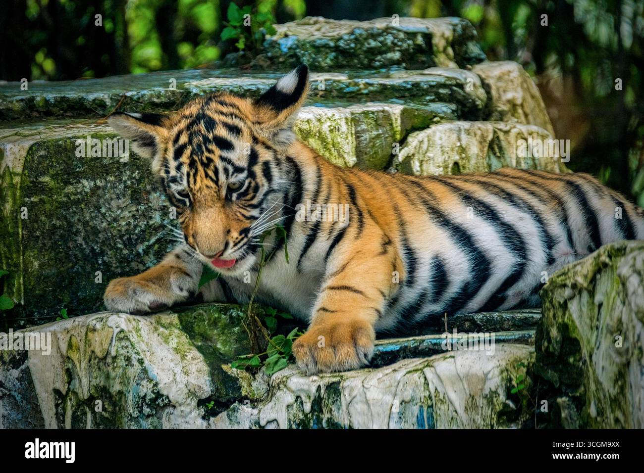 Petit tigre dans la nature. Bébé animal dans l'herbe verte Banque D'Images