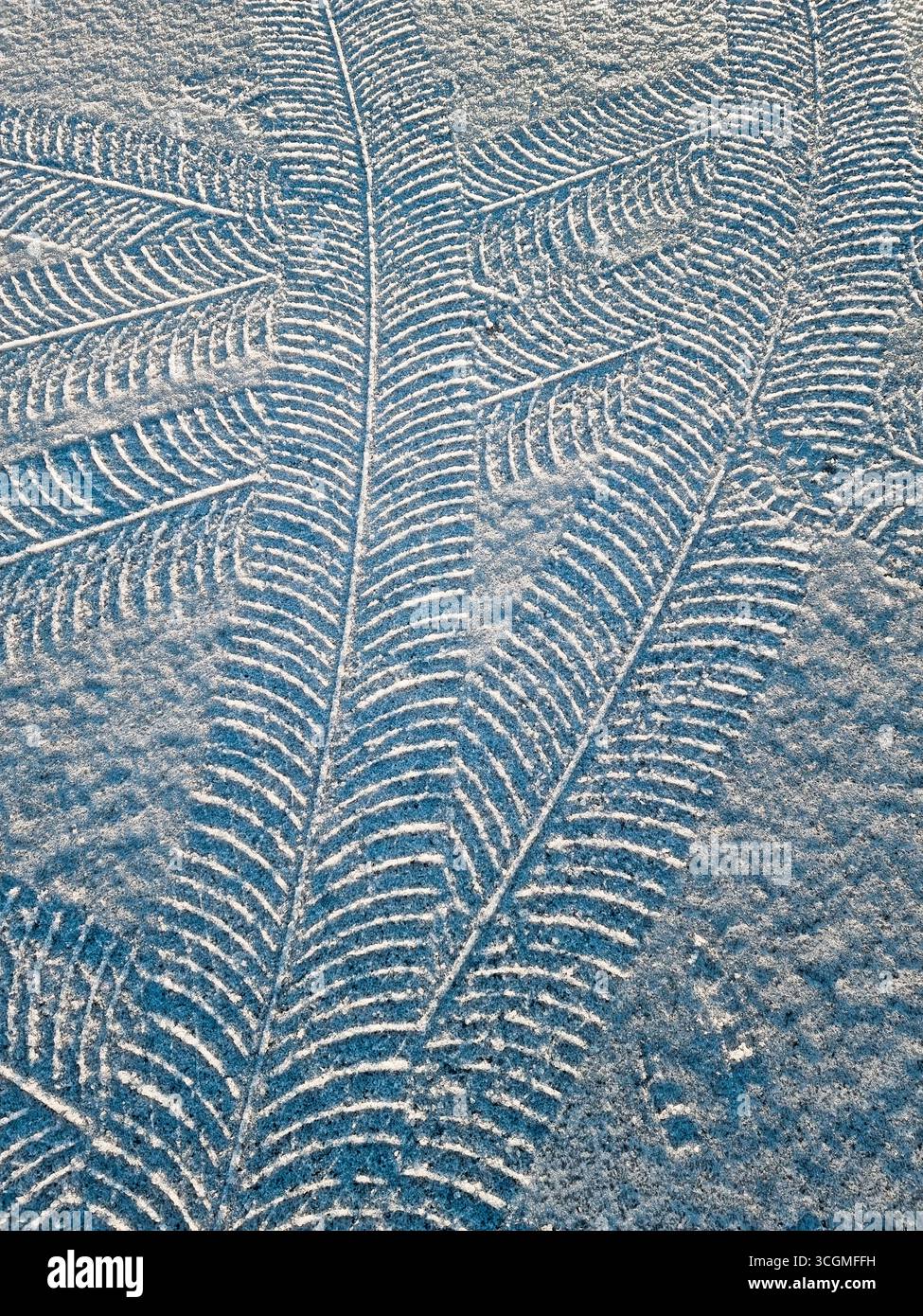 Marques de pneu sur la neige. Empreintes de pneu dans la neige fraîche, avec motif de bande de roulement en forme d'arbre. Surface enneigée avec des marques de pneu dans les rayons du soleil du matin. Banque D'Images