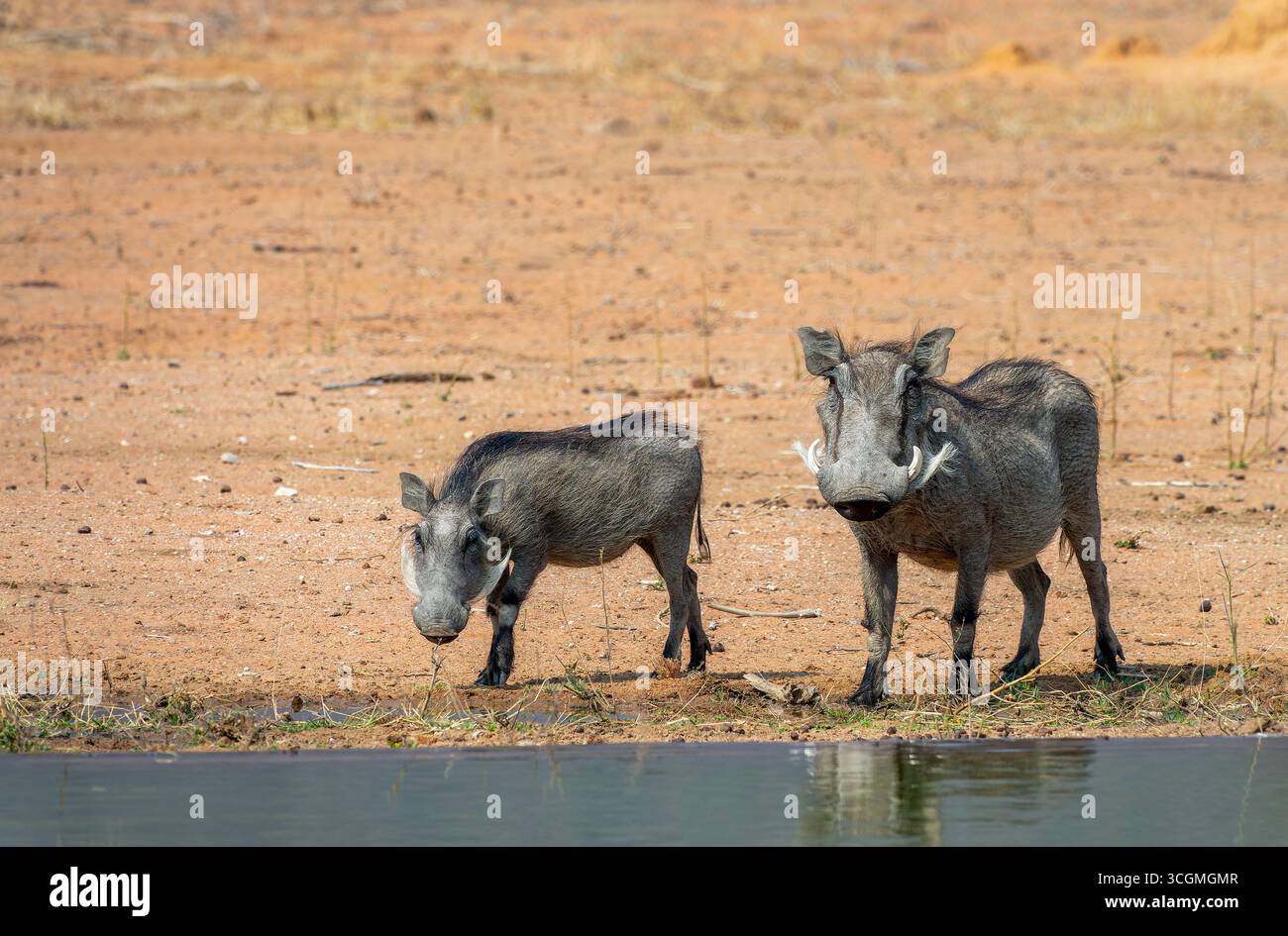 Photo d'une mère et d'un bébé phacochères dans un trou d'eau, chasse à la faune sauvage en Namibie, Afrique Banque D'Images