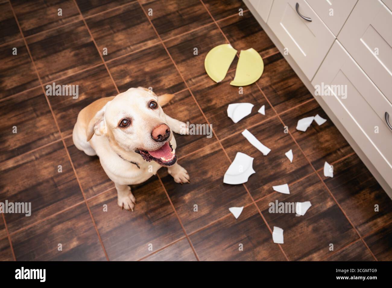 Chien méchant ​​at maison dans la cuisine. Joli labrador Retriever au milieu du désordre et des plats cassés. Banque D'Images