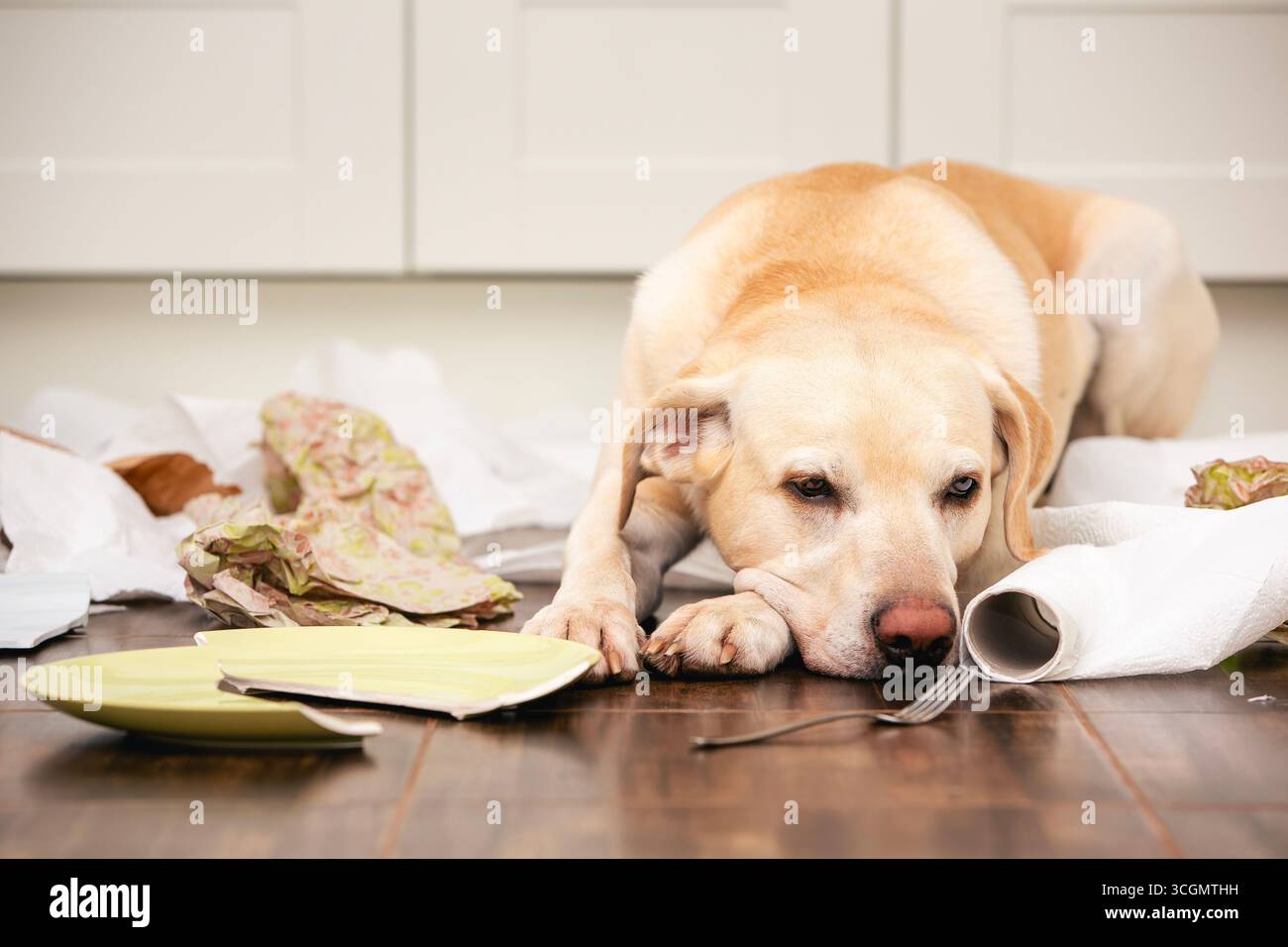 Chien méchant ​​at maison dans la cuisine. Triste labrador Retriever au milieu du désordre et des plats cassés. Banque D'Images