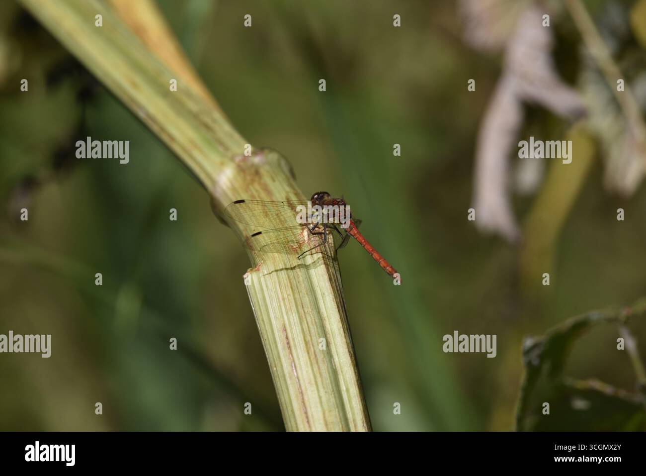 Gros plan d'une libellule dard commun mâle (Sympetrum striolatum) marchant vers le haut d'une tige de roseau, vue de dessus et de côté gauche avec ailes vers le bas, taches visibles Banque D'Images
