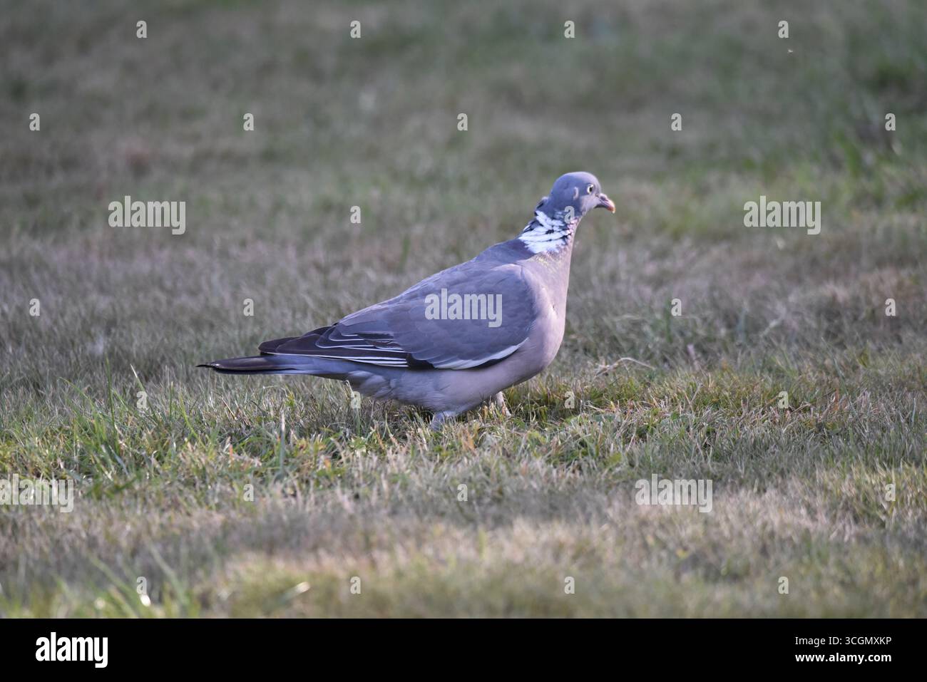 Portrait d'un pigeon commun adulte (Columba palumbus) marchant sur une herbe courte et sèche en faible lumière du soleil à hauteur des yeux, pris au centre du pays de Galles, Royaume-Uni en été Banque D'Images