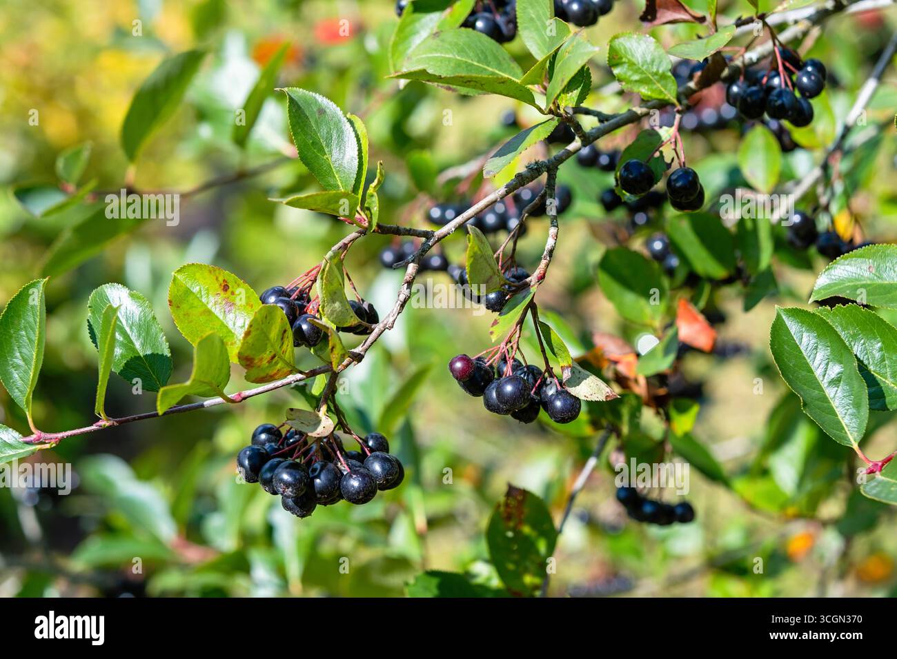 Gros plan de baies de chokeberry noir (aronia) sur une branche avec des feuilles vertes dans le jardin. Fruits mûrs, super-aliment sain, fond d'automne naturel, su Banque D'Images