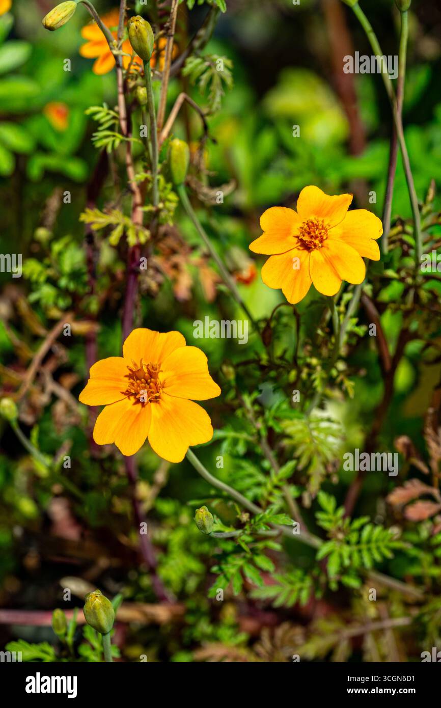 Gros plan d'une Dasiphora fruticosa jaune doré. Dasiphora fruticosa (L.) Rydb. Banque D'Images