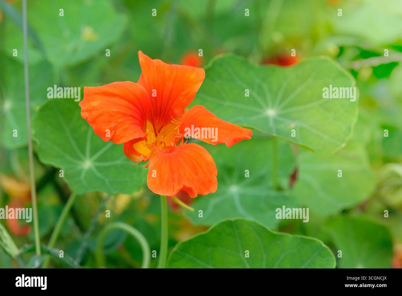 Plante de nasturtium avec fleur jaune dans un jardin rural. Installation auxiliaire. Lumière du soleil. Concept de jardinage. Soulignant la beauté et les détails. pla florissant Banque D'Images