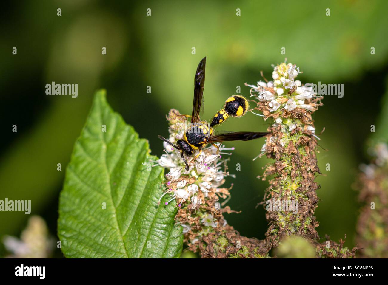 Guêpe potier ou guêpe maçon (Eumeninae) sur des fleurs de menthe. Banque D'Images