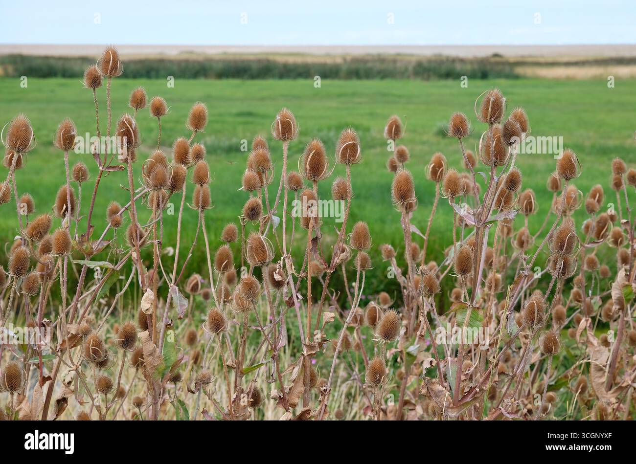 teasels communs, cley-next-the-sea, salthouse, nord de norfolk, angleterre Banque D'Images