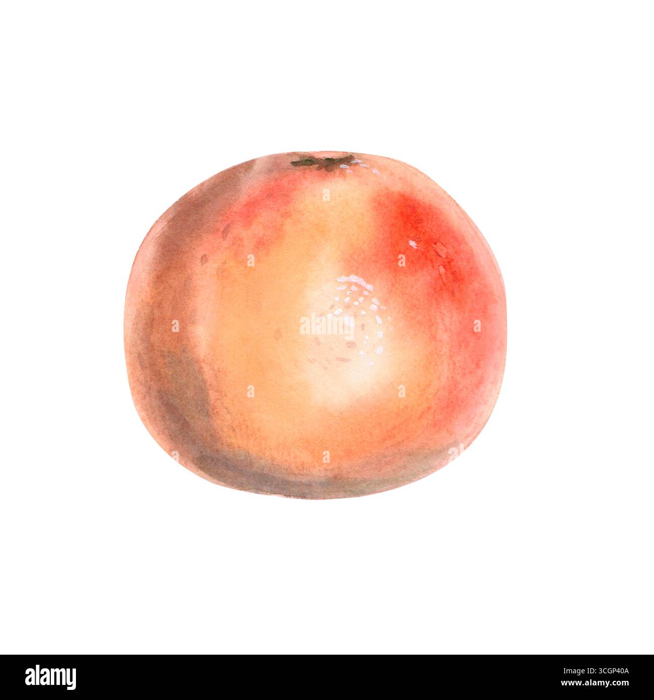 Pamplemousse dans l'illustration d'aquarelle isolée. Fruit entier pour la conception d'emballage de jus, impression d'affiche, vêtements, décoration de vitrine Banque D'Images