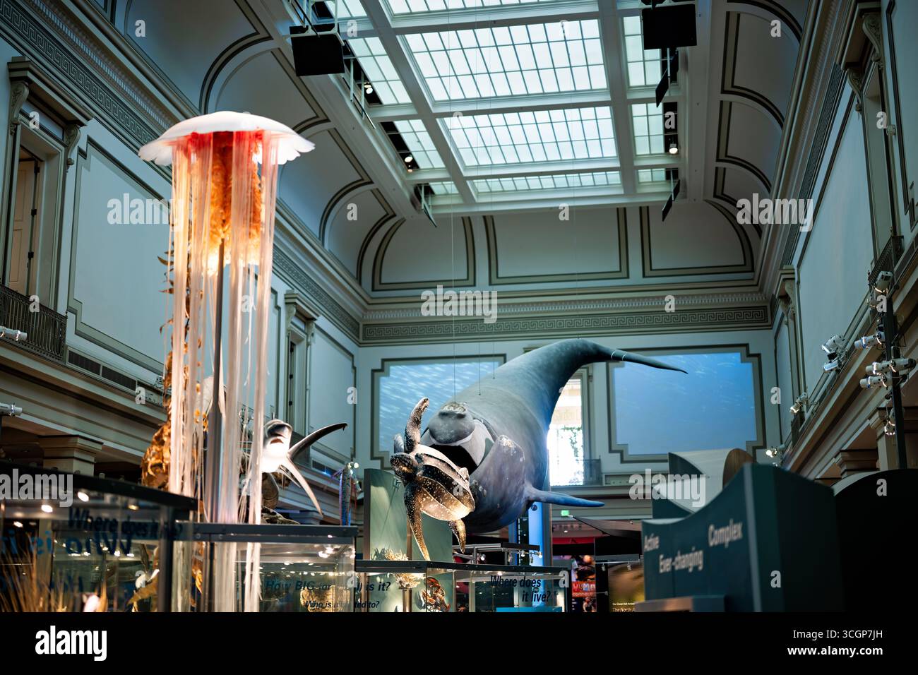 Musée national d'histoire naturelle Smithsonian Sant Ocean Hall expositions sur la vie marine Washington DC // WASHINGTON DC — des expositions sur la vie marine, dont un grand modèle de méduses illuminé, un modèle de baleine noire de l'Atlantique Nord et un modèle de tortue de mer Leatherback, sont exposées dans le Sant Ocean Hall. Cette salle importante, qui fait partie du Musée national d'histoire naturelle Smithsonian, présente une maquette grandeur nature de 45 pieds (13,7 mètres) d'une baleine noire adulte de l'Atlantique Nord nommée Phoenix. Inaugurée en 2008, la salle met en lumière la biodiversité océanique, les écosystèmes marins et les efforts de conservation, soulignant Banque D'Images