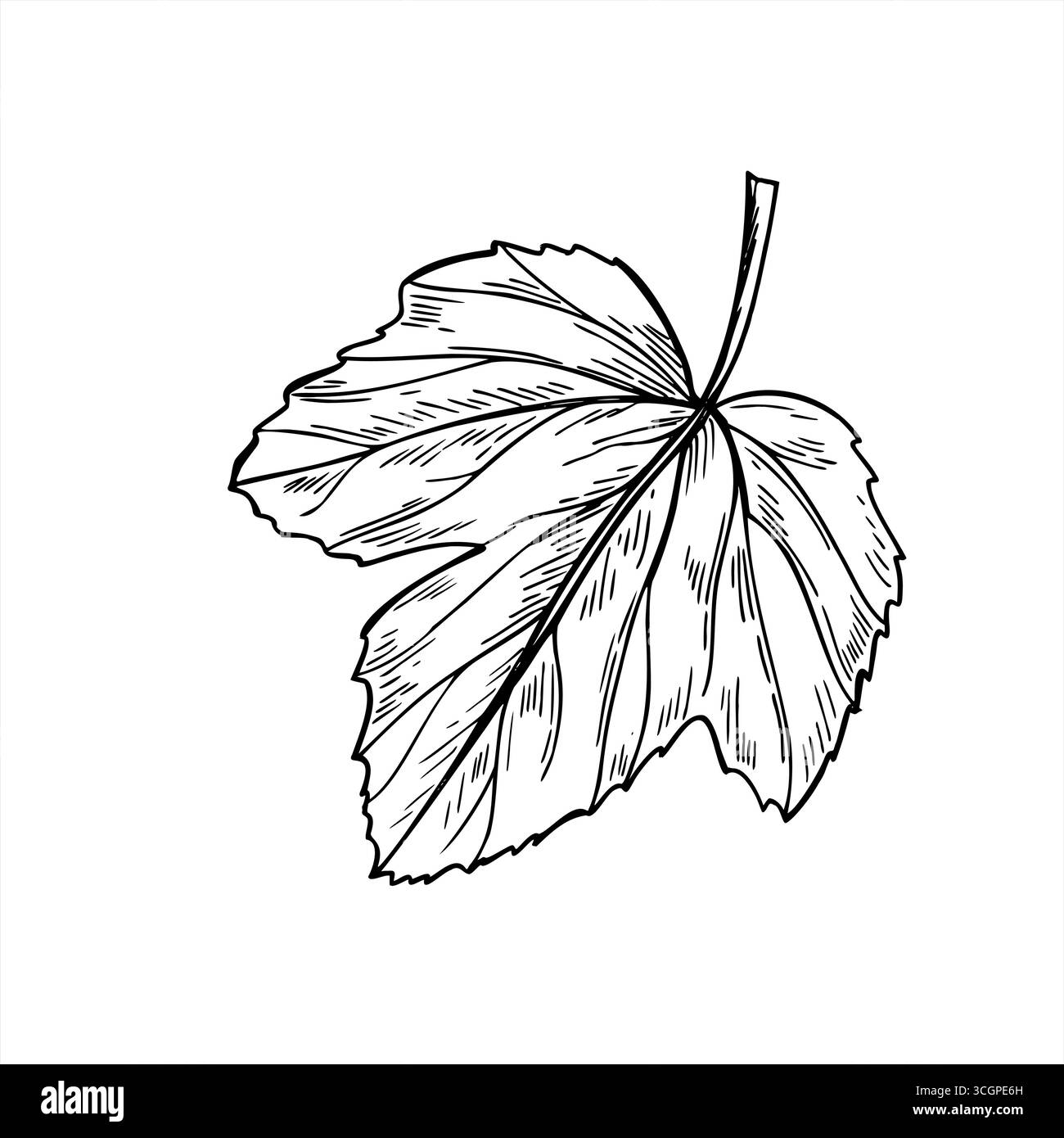 Illustration isolée de vecteur de plante monochrome à feuille unique. Viburnum noir et blanc dessiné à la main ou groseille à maquereau. Elément décoratif floral Illustration de Vecteur