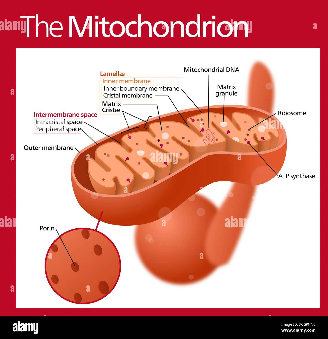 Diagramme détaillé d'une mitochondrie montrant sa structure interne, y compris les cristae, la matrice, la membrane externe et l'ATP synthase. Banque D'Images