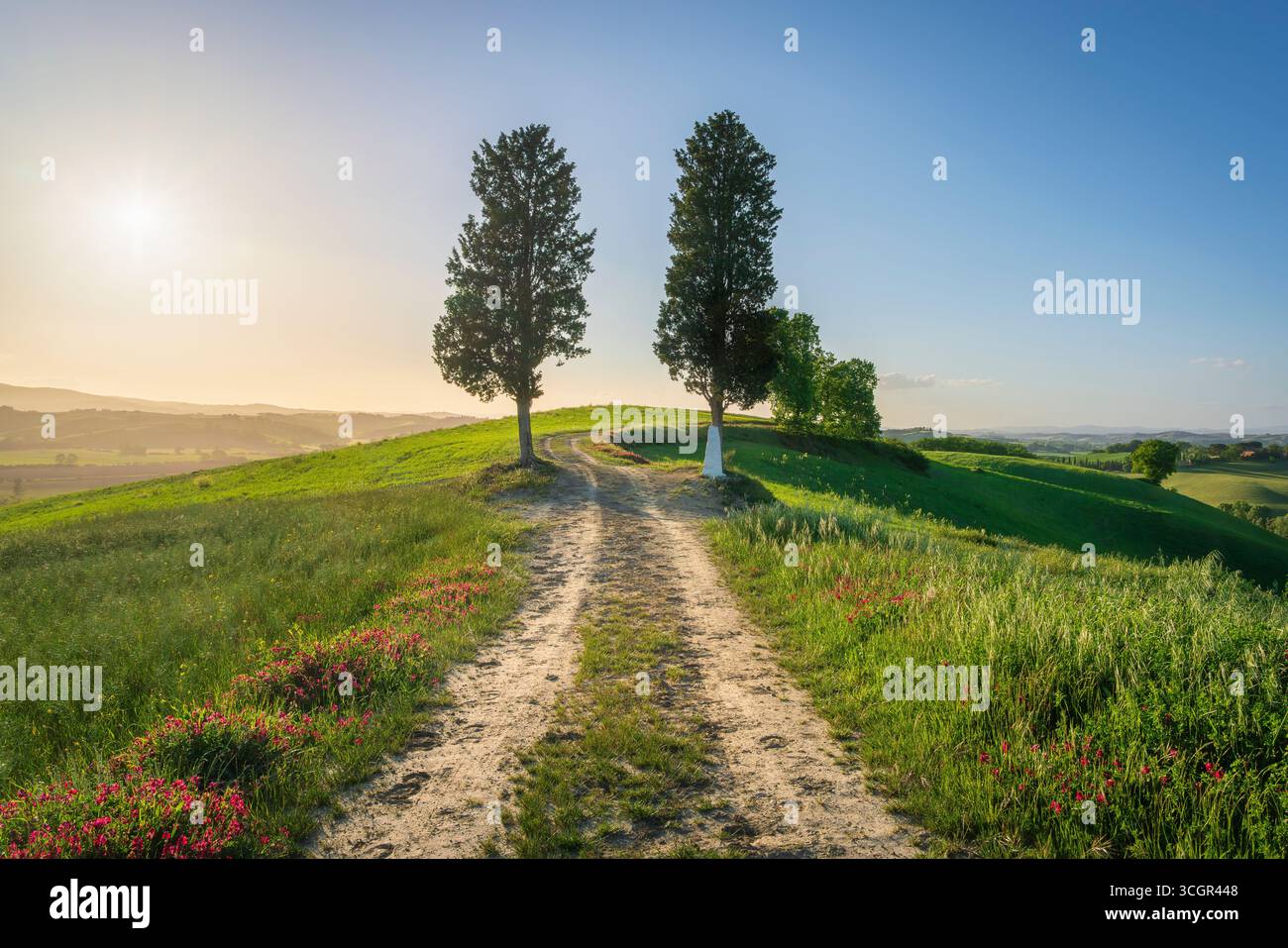Emblématique deux arbres le long de l'ancienne via Francigena chemin de pèlerinage avec des collines verdoyantes et des fleurs au coucher du soleil près de Buonconvento, province de Sienne, Toscane reg Banque D'Images Emblématique deux arbres le long de l'ancienne via Francigena chemin de pèlerinage avec des collines verdoyantes et des fleurs au coucher du soleil près de Buonconvento, province de Sienne, Toscane reg Banque D'Images