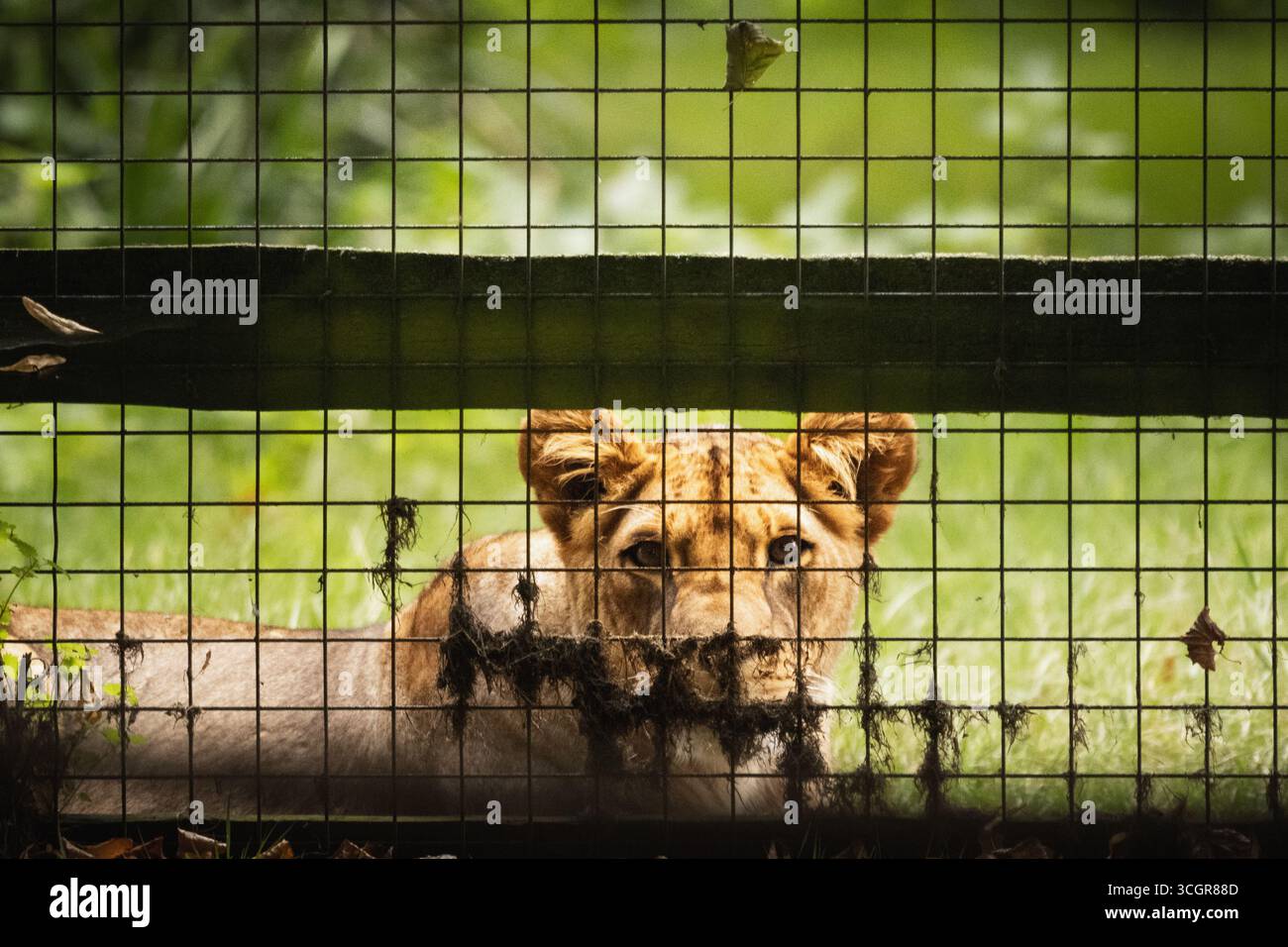 Cub derrière une clôture dans une réserve animale Banque D'Images