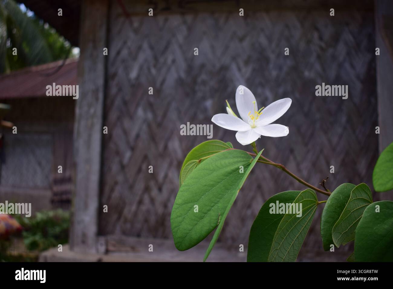 Bauhinia blanche naine Banque D'Images