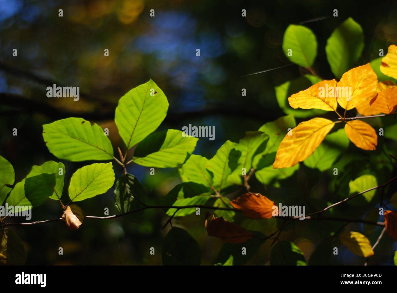 Feuilles d'automne illuminées par la lumière du soleil. Scène saisonnière chaude avec feuillage doré créant un fond naturel plein de lumière et de couleurs. Banque D'Images