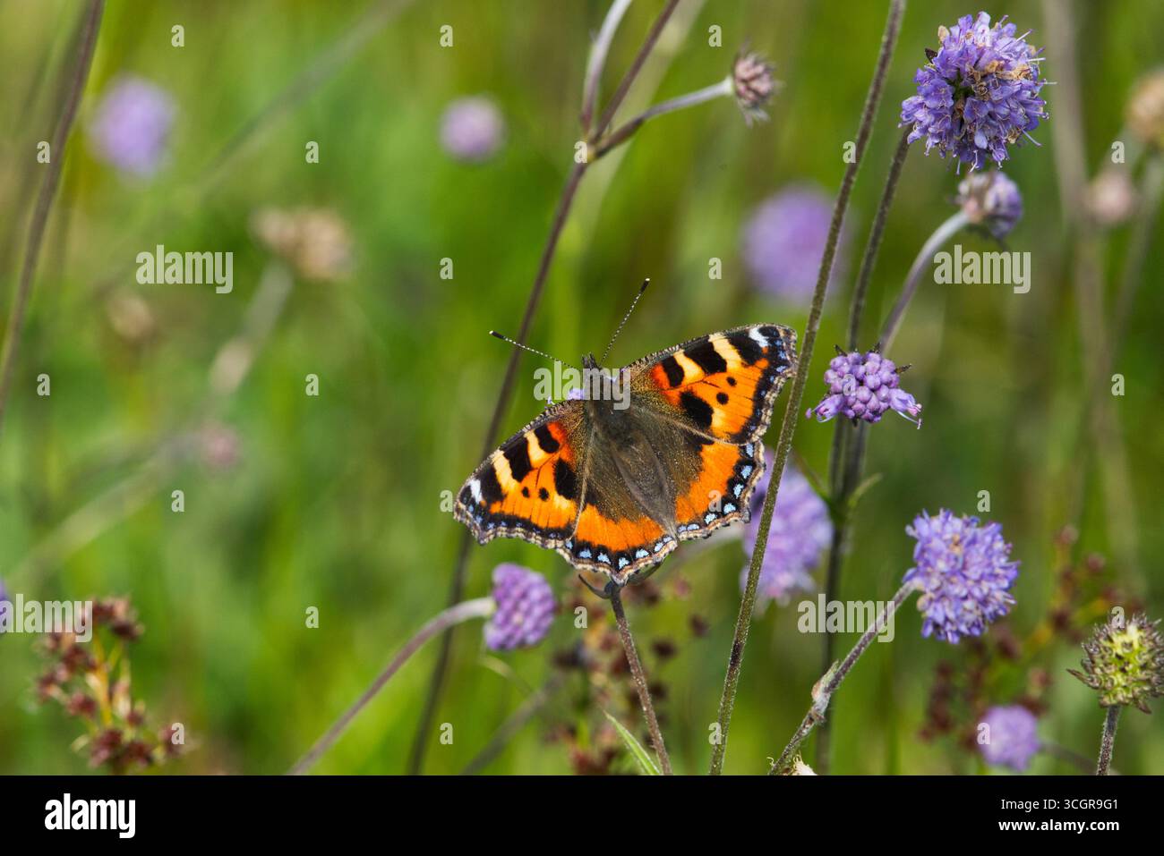 Petit papillon en écaille de tortue dans un pré Banque D'Images
