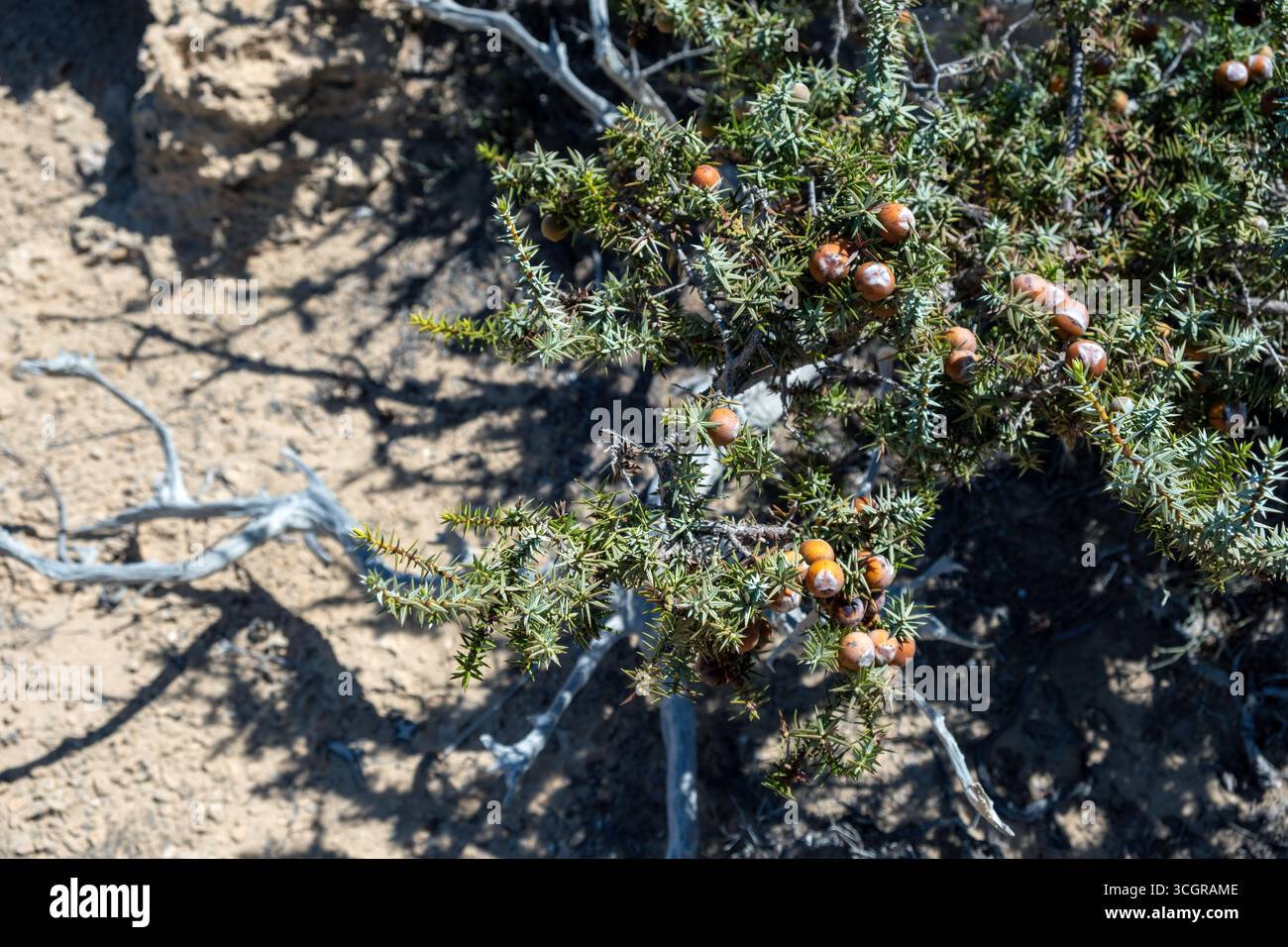 Feuillage méditerranéen de genévrier, buisson Juniperus macrocarpa avec des baies mûres sur fond de plage de sable, île de Gavdos, Grèce, Banque D'Images