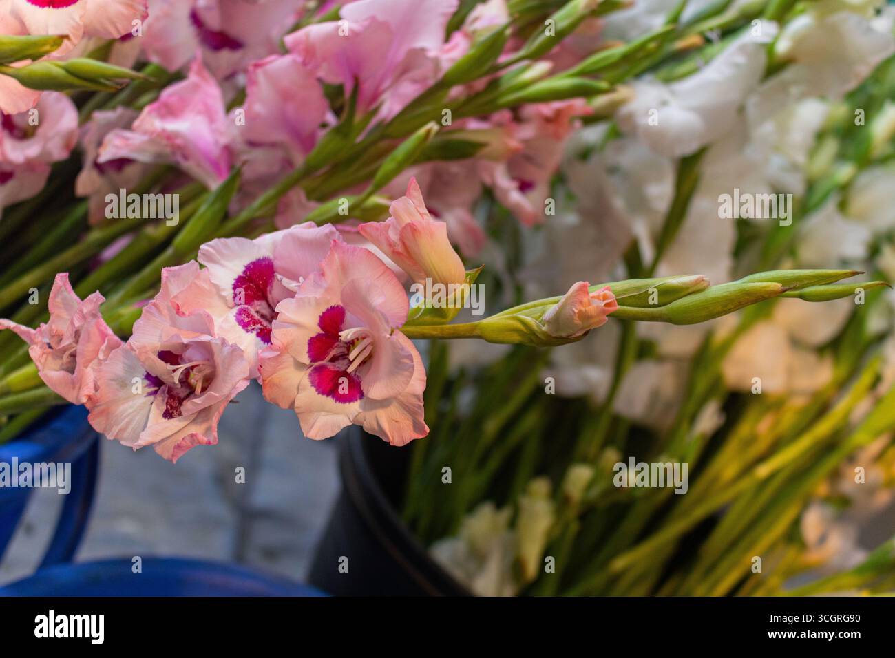 Délicates fleurs de gladiolus rose dans un affichage de bouquet frais Banque D'Images