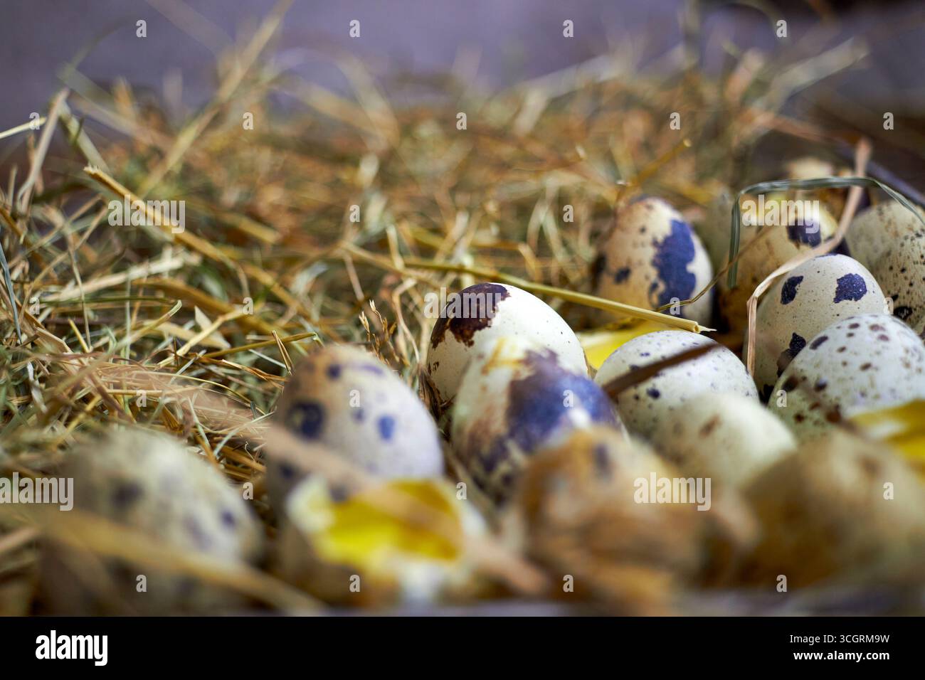 Oeufs de caille frais dans le foin sur fond de bois rustique. Produit agricole biologique naturel, œufs entiers et craquelés avec jaune. Parfait pour la nourriture saine, ferme Banque D'Images