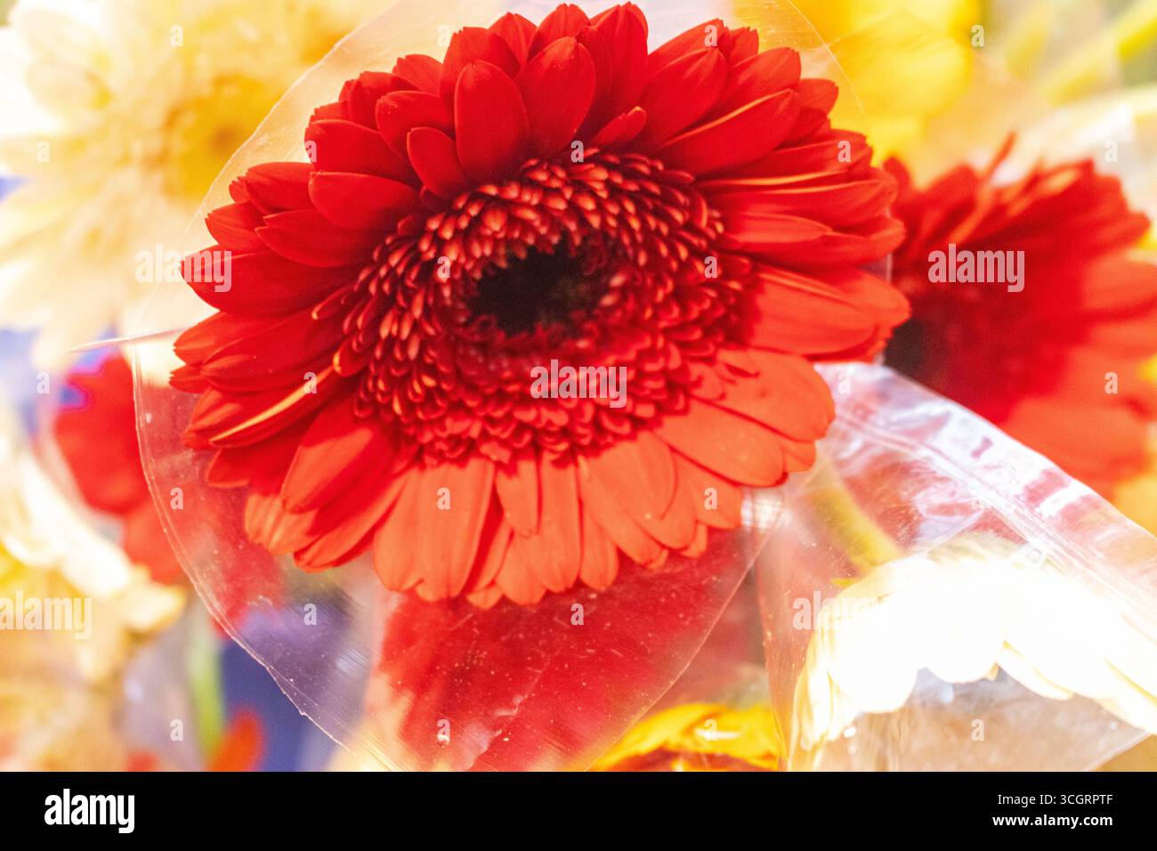 Fleur rouge vif gerbera Marguerite en vue rapprochée Banque D'Images