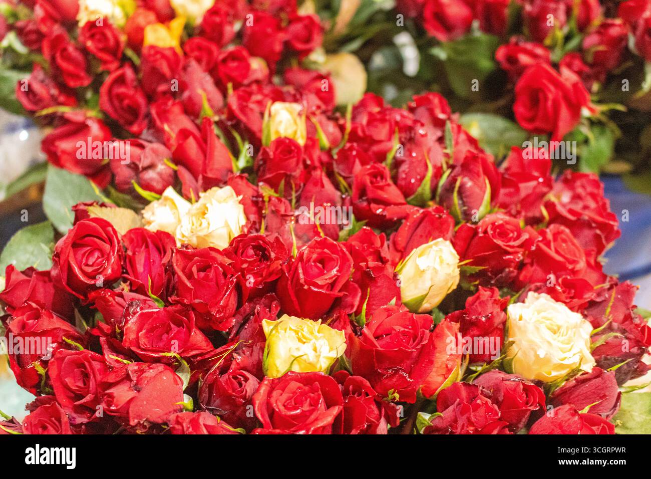 Roses rouges vibrantes avec fleurs d'accent blanc en gros plan Banque D'Images