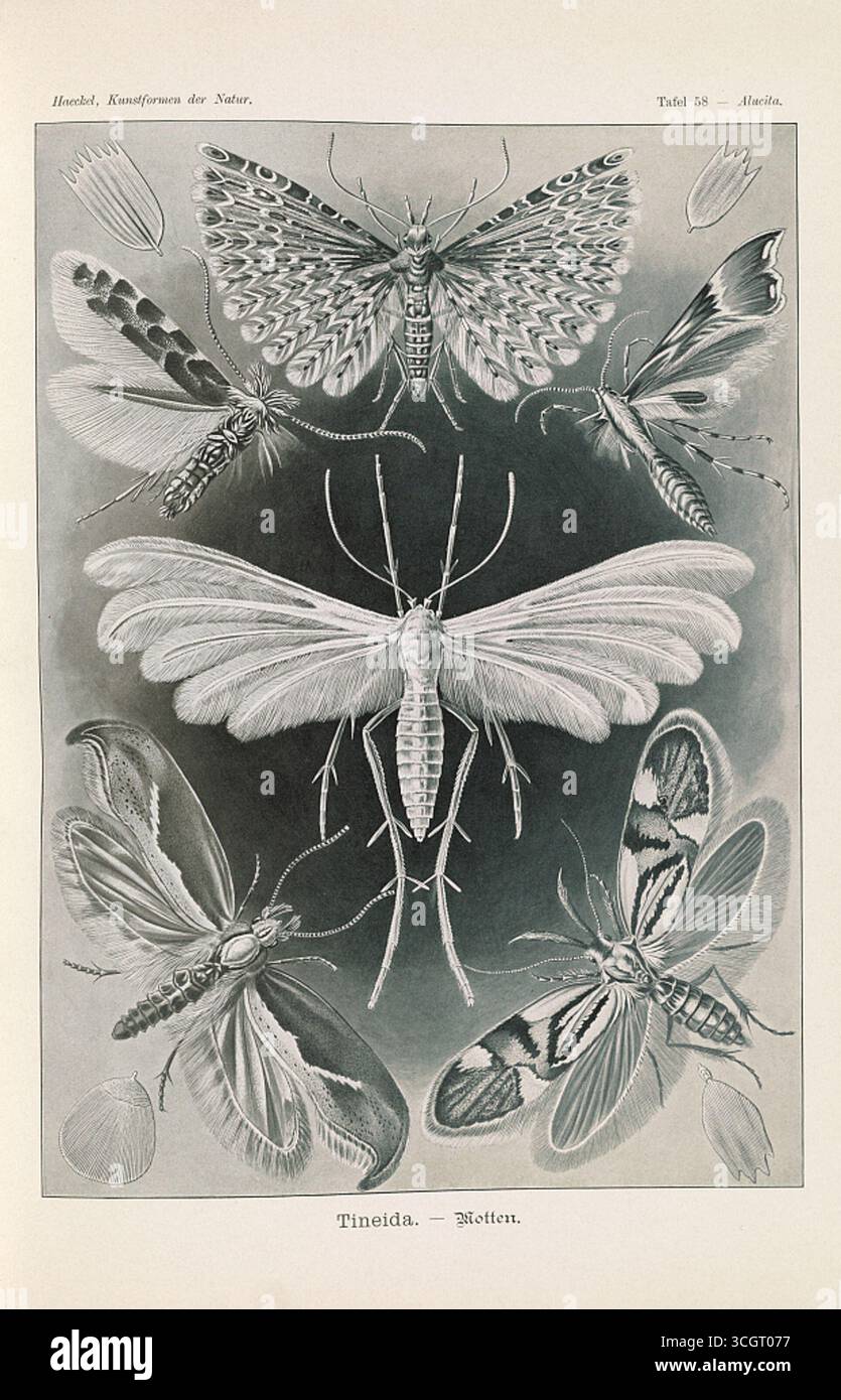 Tineida – Motten. Illustration lithographique de papillons de nuit de Ernst Haeckel Kunstformen der Natur (formes d’art de la nature). Œuvre d'Ernst Haeckel (1834-1919), lithographie d'Adolf Giltsch (1852-1911). Publié au début du XXe siècle. Banque D'Images