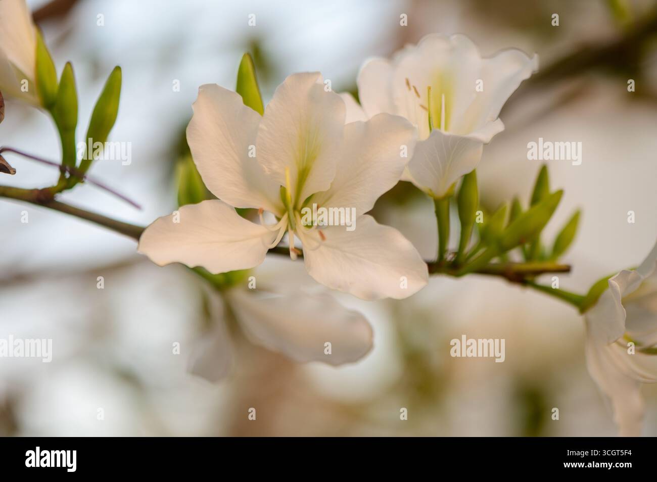 De délicates fleurs blanches de Bauhinia fleurissent un jour ensoleillé à Chypre, mettant en valeur la beauté tropicale et l'élégance naturelle de la flore méditerranéenne. Banque D'Images