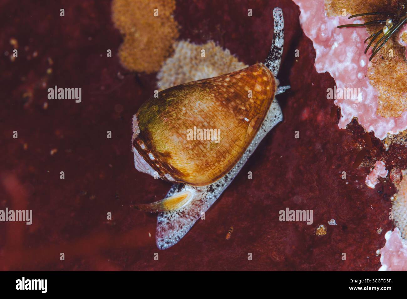 La photographie sous-marine de forêt de varech révèle un monde magique de frondes oscillantes, de vie marine cachée et de lumière éthérée sous les vagues. Banque D'Images