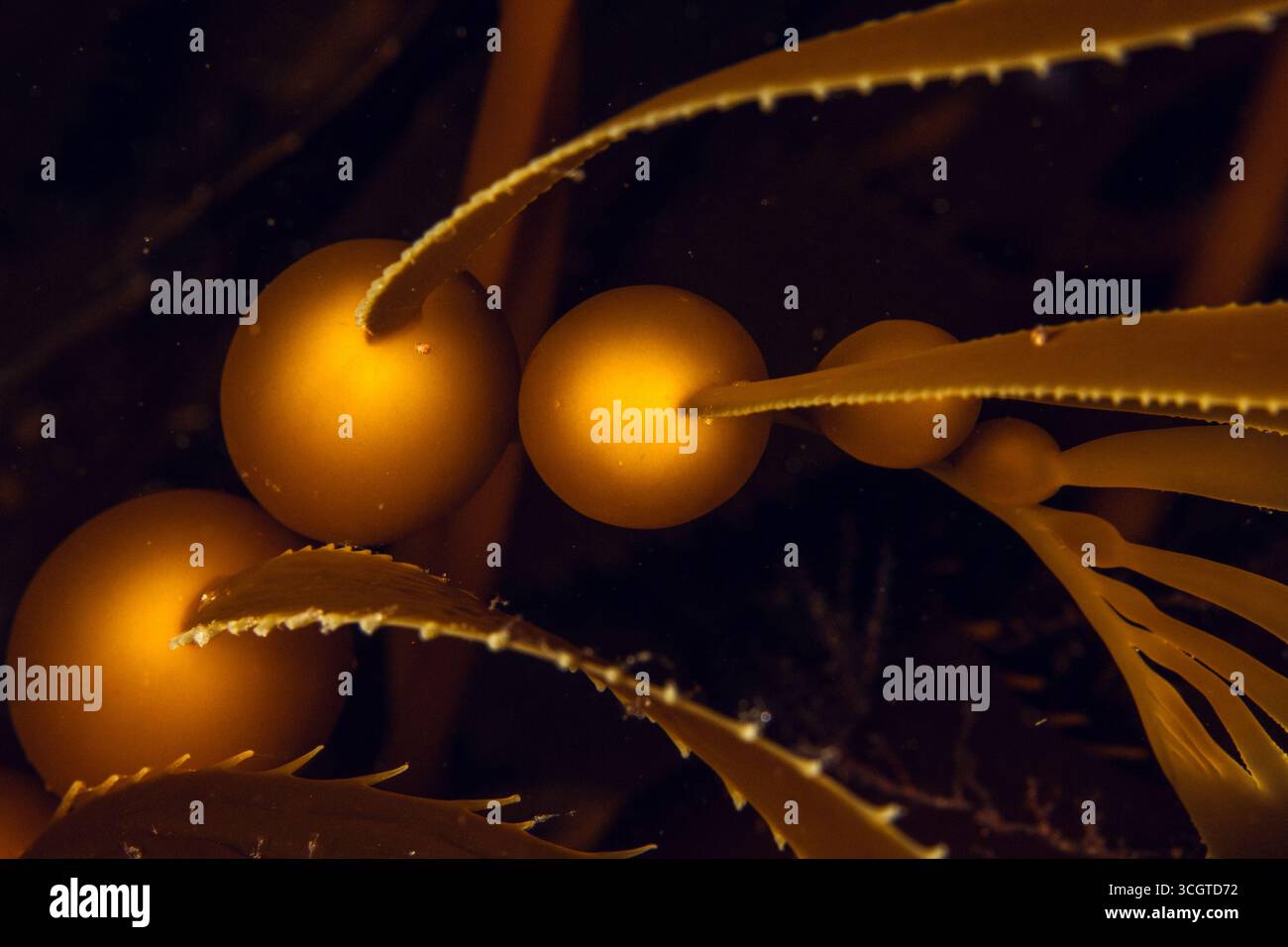 La photographie sous-marine de forêt de varech révèle un monde magique de frondes oscillantes, de vie marine cachée et de lumière éthérée sous les vagues. Banque D'Images
