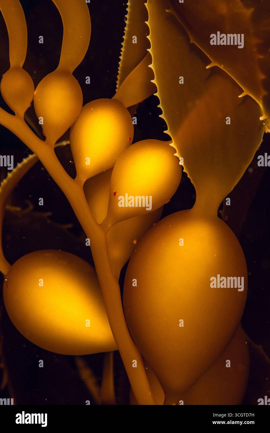 La photographie sous-marine de forêt de varech révèle un monde magique de frondes oscillantes, de vie marine cachée et de lumière éthérée sous les vagues. Banque D'Images