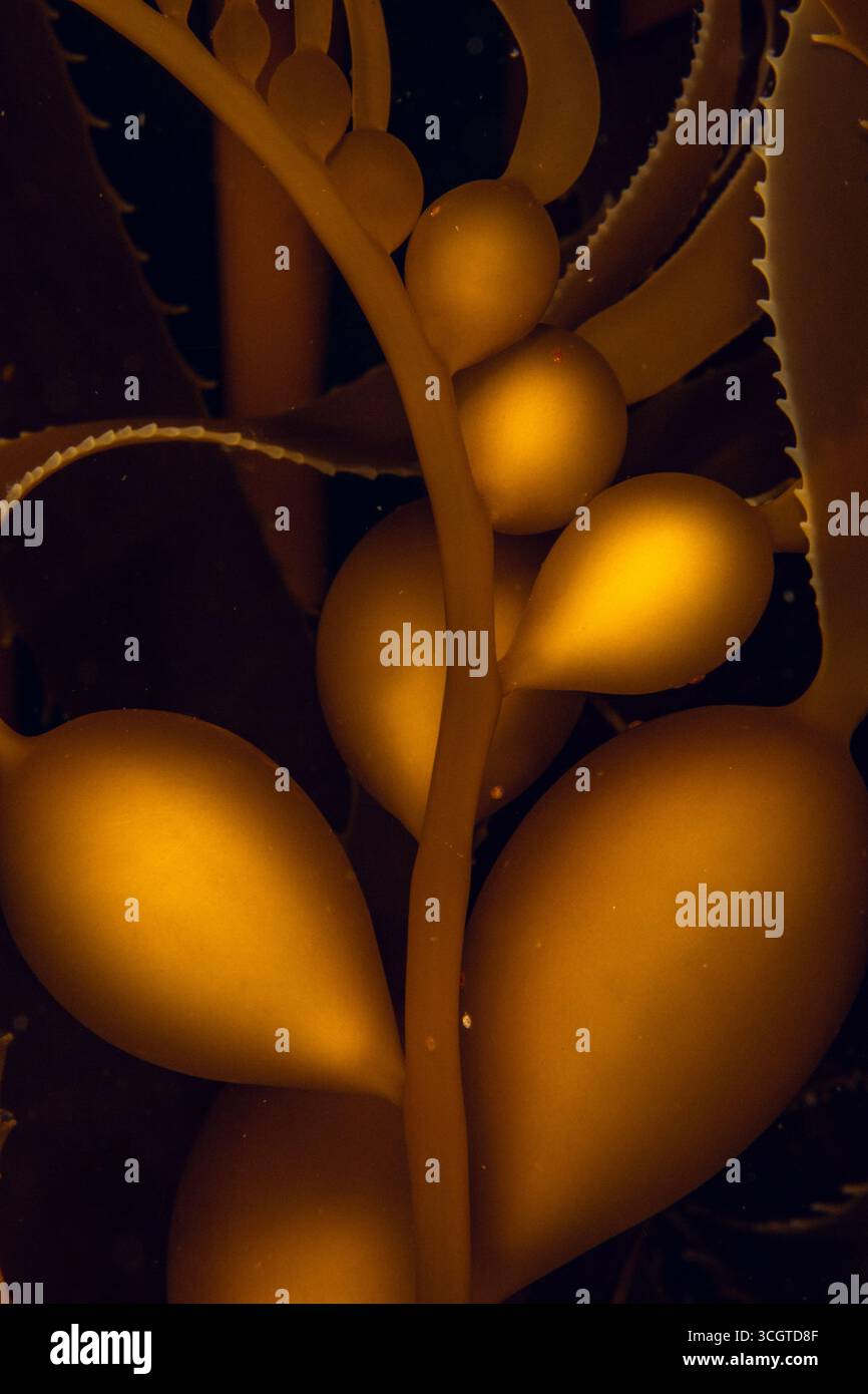 La photographie sous-marine de forêt de varech révèle un monde magique de frondes oscillantes, de vie marine cachée et de lumière éthérée sous les vagues. Banque D'Images