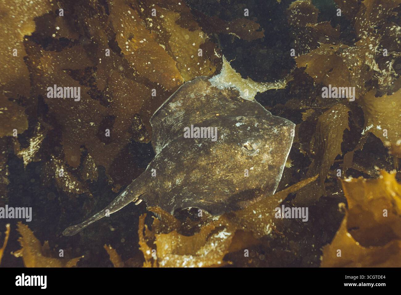 La photographie sous-marine de forêt de varech révèle un monde magique de frondes oscillantes, de vie marine cachée et de lumière éthérée sous les vagues. Banque D'Images