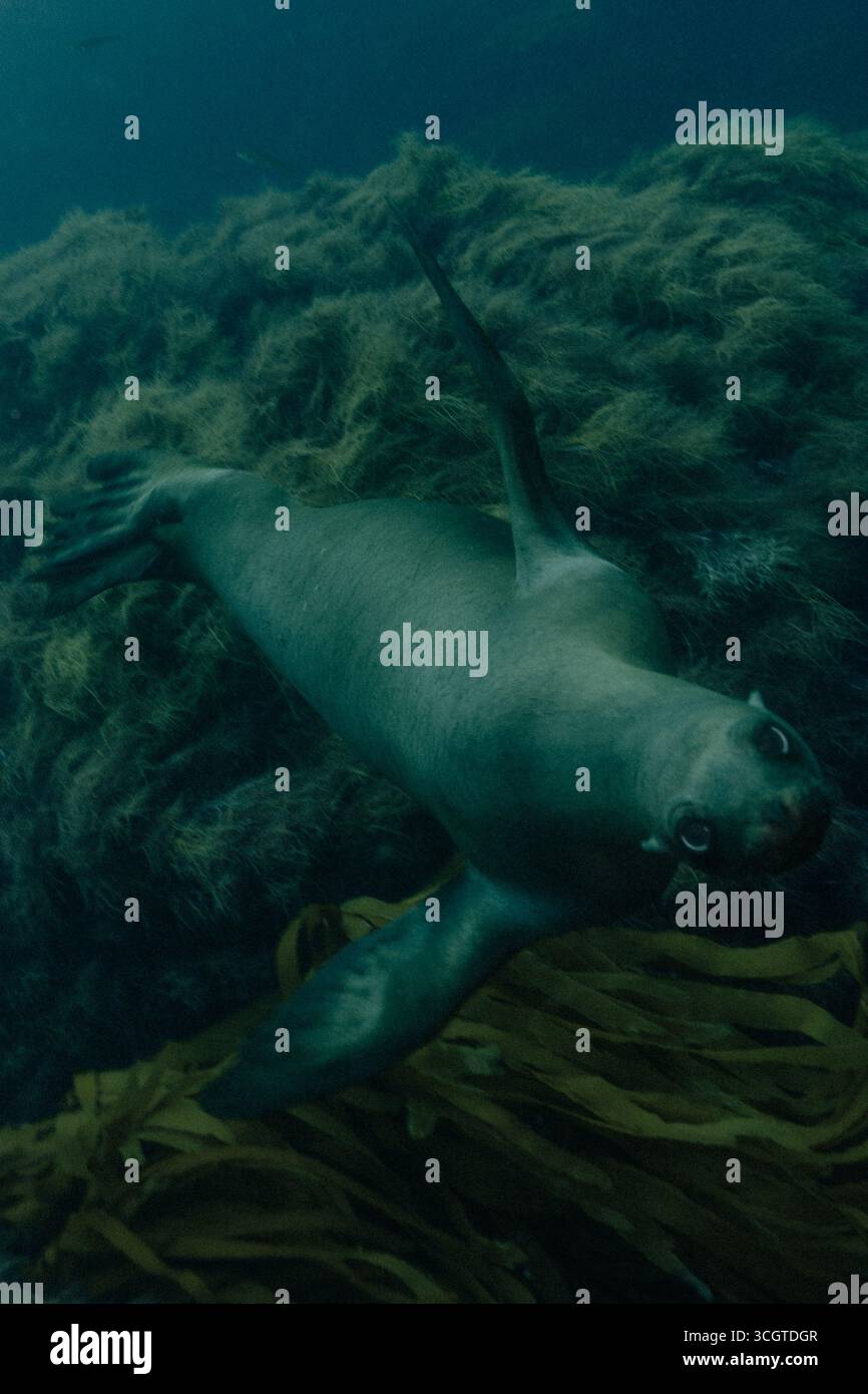 La photographie sous-marine de forêt de varech révèle un monde magique de frondes oscillantes, de vie marine cachée et de lumière éthérée sous les vagues. Banque D'Images