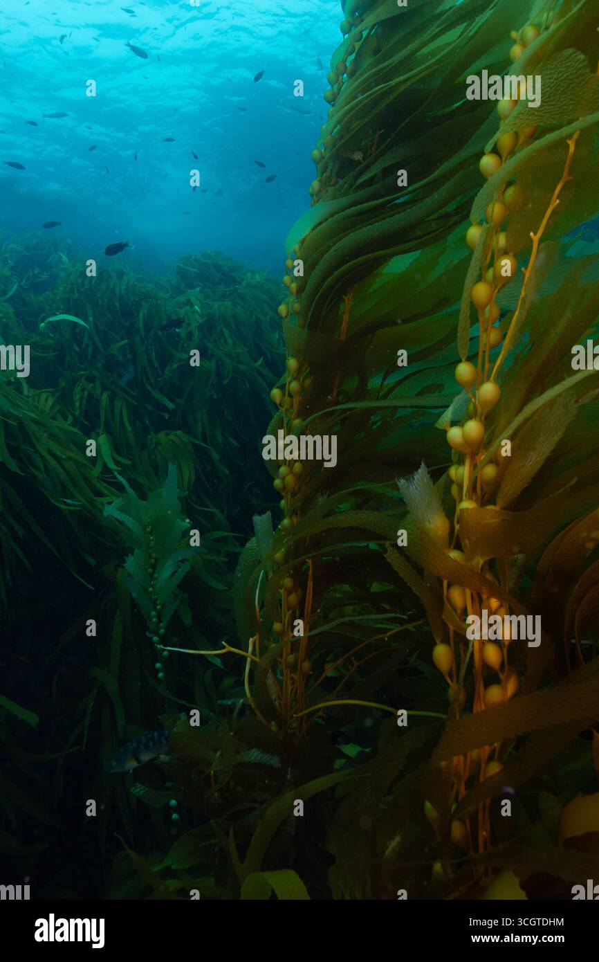 La photographie sous-marine de forêt de varech révèle un monde magique de frondes oscillantes, de vie marine cachée et de lumière éthérée sous les vagues. Banque D'Images