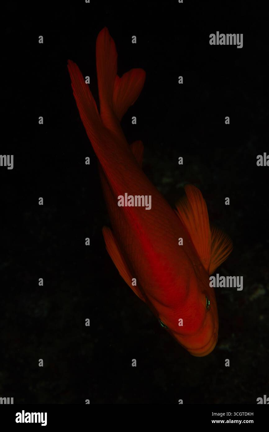 La photographie sous-marine de forêt de varech révèle un monde magique de frondes oscillantes, de vie marine cachée et de lumière éthérée sous les vagues. Banque D'Images